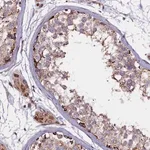 Merck Anti-NAT6 antibody produced in rabbit