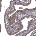 Merck Anti-WDR19 antibody produced in rabbit