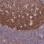 Merck Anti-NCAPG antibody produced in rabbit