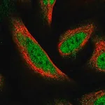 Merck Anti-FAM107B antibody produced in rabbit