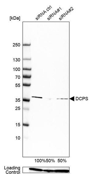 Merck Anti-DCPS antibody produced in rabbit
