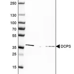 Merck Anti-DCPS antibody produced in rabbit