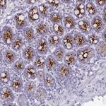 Merck Anti-C12orf29 antibody produced in rabbit