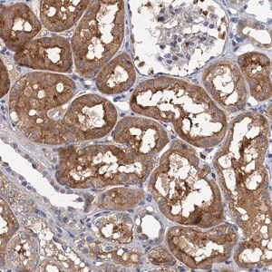 Merck Anti-TPCN1 antibody produced in rabbit