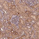 Merck Anti-FERMT1 antibody produced in rabbit