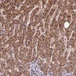 Merck Anti-FAM186B antibody produced in rabbit