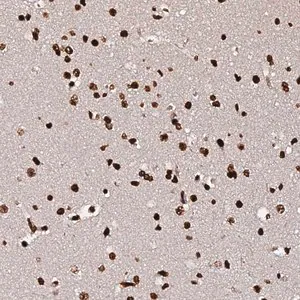 Merck Anti-DNAH10OS antibody produced in rabbit