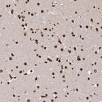 Merck Anti-DNAH10OS antibody produced in rabbit