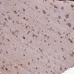 Merck Anti-SELENOT antibody produced in rabbit