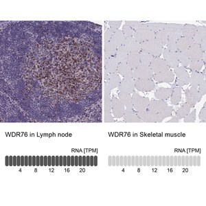 Merck Anti-WDR76 antibody produced in rabbit