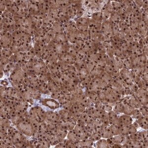 Merck Anti-C14orf166 antibody produced in rabbit