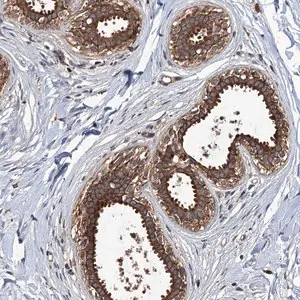 Merck Anti-ZNF438 antibody produced in rabbit
