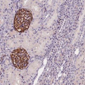 Merck Anti-KLHL35 antibody produced in rabbit