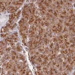 Merck Anti-WBP11 antibody produced in rabbit