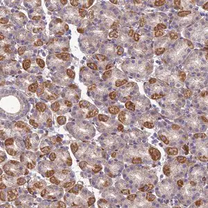 Merck Anti-SEL1L3 antibody produced in rabbit