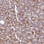 Merck Anti-SEL1L3 antibody produced in rabbit