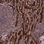 Merck Anti-PLEKHO2 antibody produced in rabbit