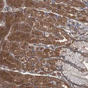 Merck Anti-WDR66 antibody produced in rabbit