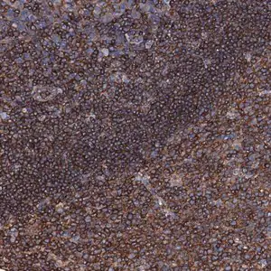 Merck Anti-MS4A4E antibody produced in rabbit