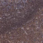 Merck Anti-MS4A4E antibody produced in rabbit