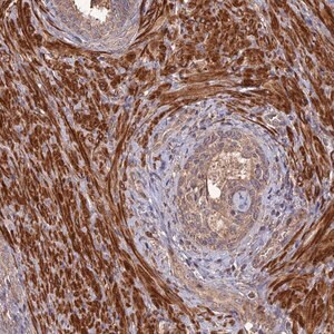 Merck Anti-LAYN antibody produced in rabbit