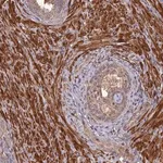 Merck Anti-LAYN antibody produced in rabbit