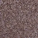 Merck Anti-COA4 antibody produced in rabbit