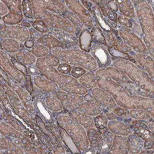 Merck Anti-USPL1 antibody produced in rabbit