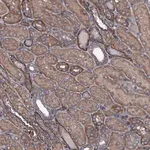 Merck Anti-USPL1 antibody produced in rabbit