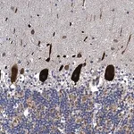 Merck Anti-FAM214A antibody produced in rabbit