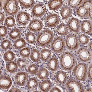 Merck Anti-TMEM181 antibody produced in rabbit