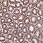 Merck Anti-TMEM181 antibody produced in rabbit