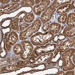 Merck Anti-NLRP10 antibody produced in rabbit