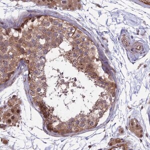 Merck Anti-MAST2 antibody produced in rabbit