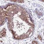 Merck Anti-MAST2 antibody produced in rabbit