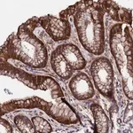 Merck Anti-STAMBPL1 antibody produced in rabbit