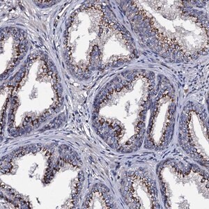 Merck Anti-PLET1 antibody produced in rabbit