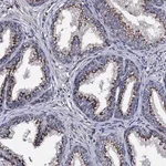 Merck Anti-PLET1 antibody produced in rabbit