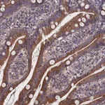 Merck Anti-SPATA13 antibody produced in rabbit