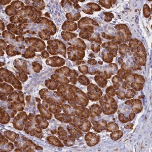 Merck Anti-TMEM18 antibody produced in rabbit