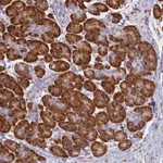 Merck Anti-TMEM18 antibody produced in rabbit