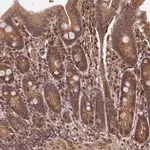 Merck Anti-CEP57L1 antibody produced in rabbit