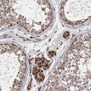 Merck Anti-CNNM1 antibody produced in rabbit
