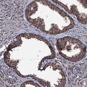 Merck Anti-OGFOD2 antibody produced in rabbit