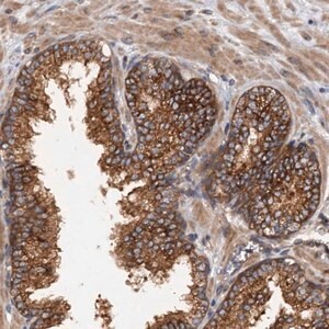 Merck Anti-COG3 antibody produced in rabbit