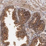 Merck Anti-COG3 antibody produced in rabbit