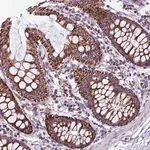 Merck Anti-CX3CL1 antibody produced in rabbit