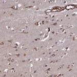 Merck Anti-CTDP1 antibody produced in rabbit