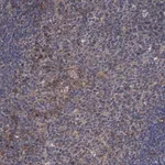 Merck Anti-ARHGAP11A antibody produced in rabbit