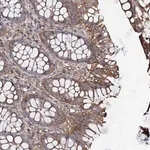 Merck Anti-COG6 antibody produced in rabbit